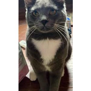 Image of Milo, Lost Cat