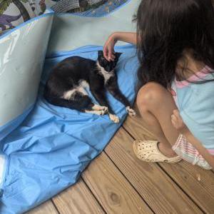 Image of Wilder, Lost Cat