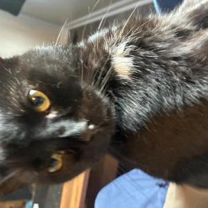 Lost Cat Moldy