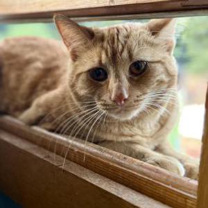Lost Cat Maple