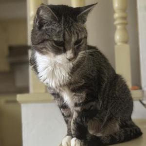 Image of Minny, Lost Cat