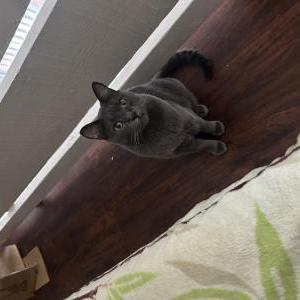 Image of Pumpkin, Lost Cat