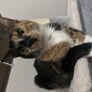 Image of Mochi Kelstein, Lost Cat