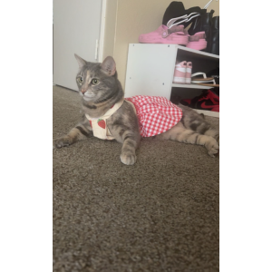 Image of Champagne, Lost Cat