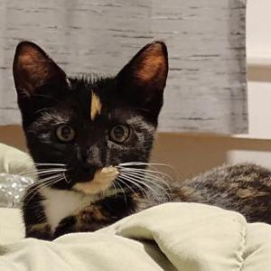 Image of Dicinha, Lost Cat