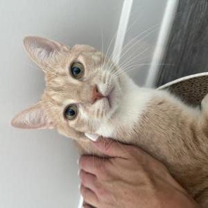 Lost 2 Calix (Virginia)