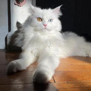 Lost Cat Zoo i