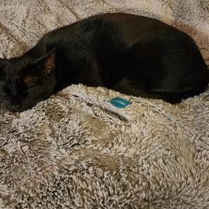Lost Cat Lucky