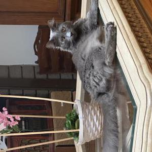 Image of Toby, Lost Cat