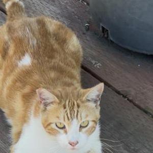 Image of Cheeto, Lost Cat