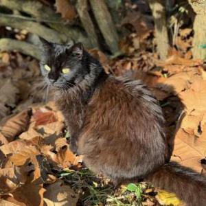 Image of Calypso, Lost Cat