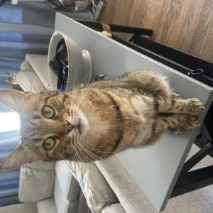 Image of Jasper, Lost Cat