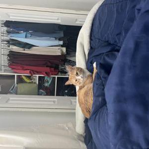 Image of Loki, Lost Cat