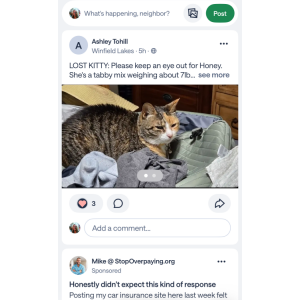 Image of Honey, Lost Cat