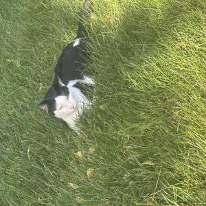 Found Cat Unknown