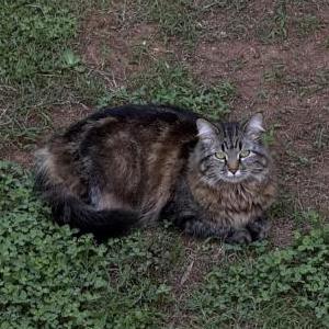 Image of Sparky, Lost Cat