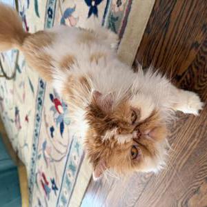 Image of Murray, Lost Cat