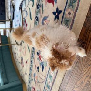 2nd Image of Murray, Lost Cat