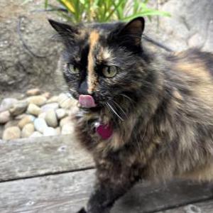 Image of Taki, Lost Cat