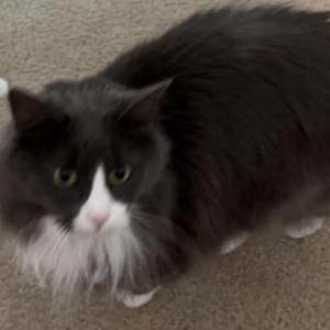 Image of Lucille, Lost Cat
