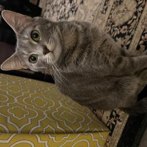 Image of Mimi, Lost Cat