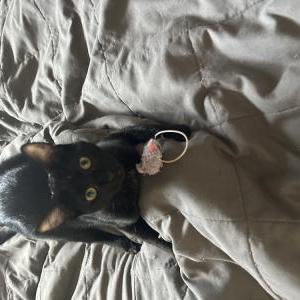 Image of Katana, Lost Cat