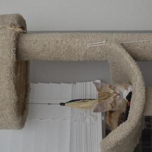 Image of unknown, Found Cat