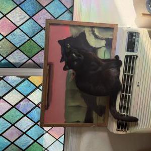 Image of Q-Tip, Lost Cat