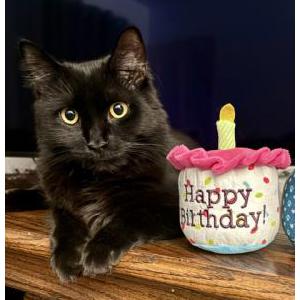 Image of RAVEN, Lost Cat