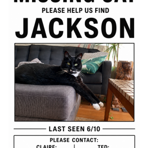 Image of Jackson, Lost Cat