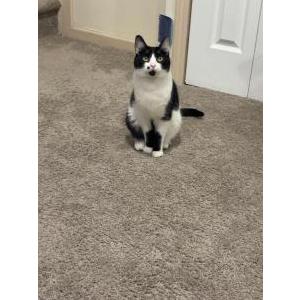 Image of Nash, Lost Cat