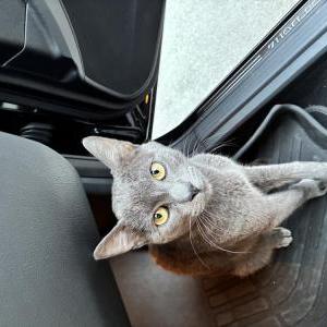 Image of Blu, Lost Cat