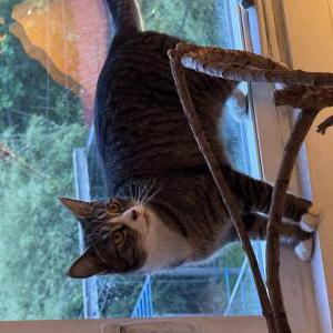 Lost 2 Jigme (New York)