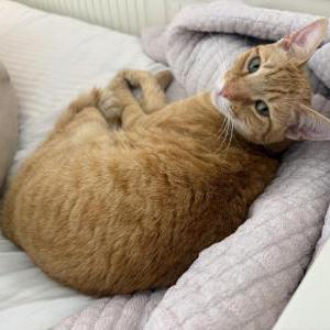 Image of Tango, Lost Cat
