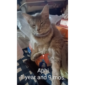 Lost Cat Aphi