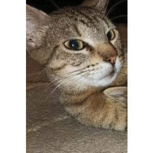 Lost Cat Lily