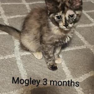 Lost Cat Mogley