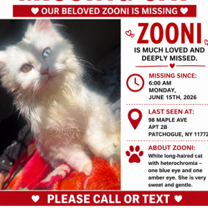 Image of Zooni, Lost Cat