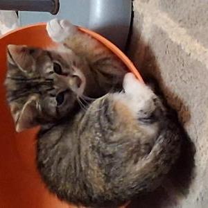 Image of Samantha Fox, Lost Cat