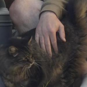 Image of Jax, Lost Cat