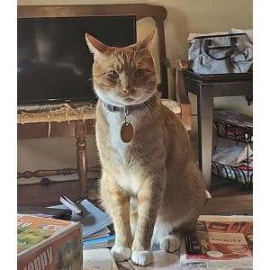 Image of Hennessy Sanchez, Lost Cat