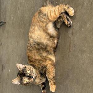 Image of Peaches, Lost Cat