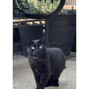 Image of Minerva, Lost Cat