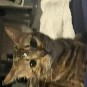 Image of Sunflower, Lost Cat