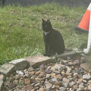 Image of Maui, Lost Cat