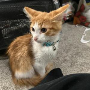 Image of Miso, Lost Cat