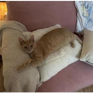 Lost 2 Daphne (MA)
