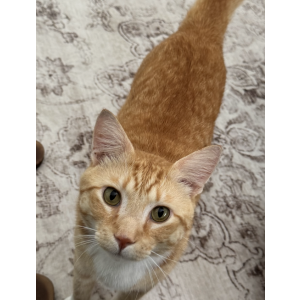 Image of Mango, Lost Cat