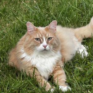 Image of Gilligan, Lost Cat