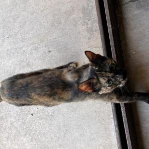 Found Cat Unknown